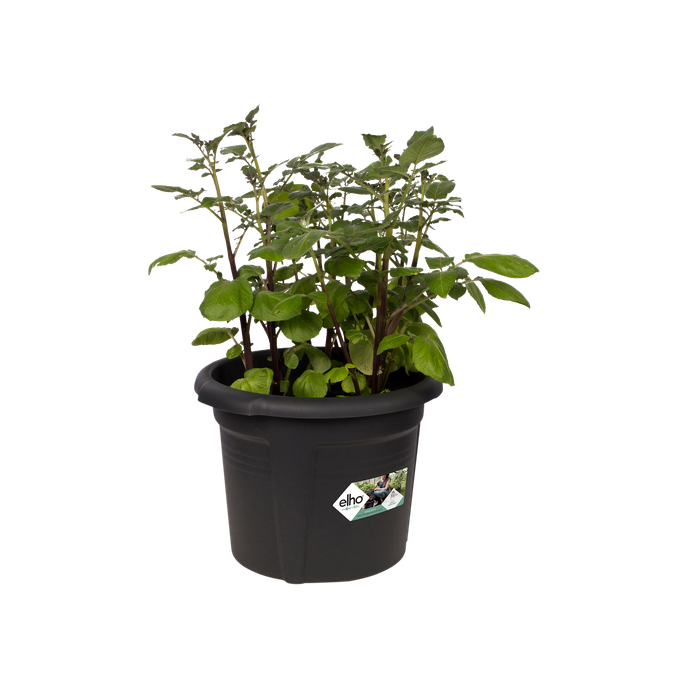 green basics kartoffeltopf 33cm living schwarz